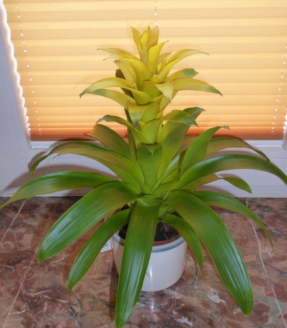 Bromelia