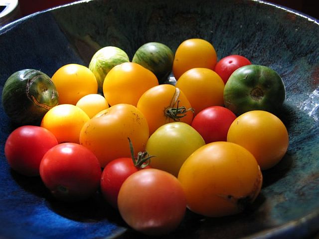 bunte tomaten