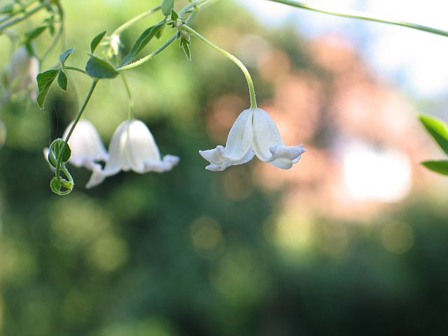 clematis campanula ...