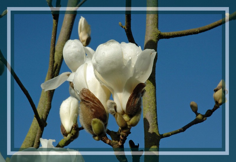 meine leuchtend weiße Magnolie