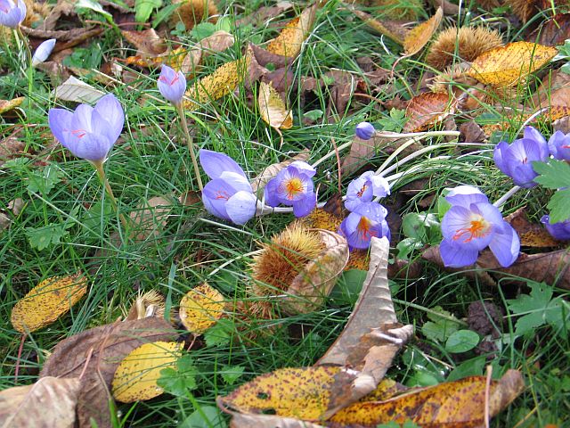 herbstcrocus und maronen