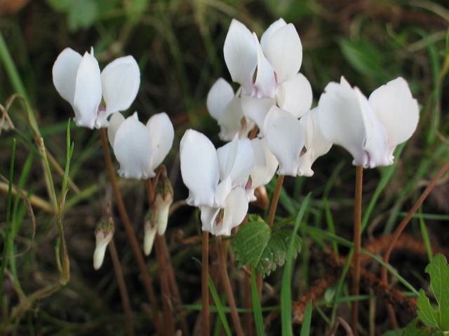 cyclamen