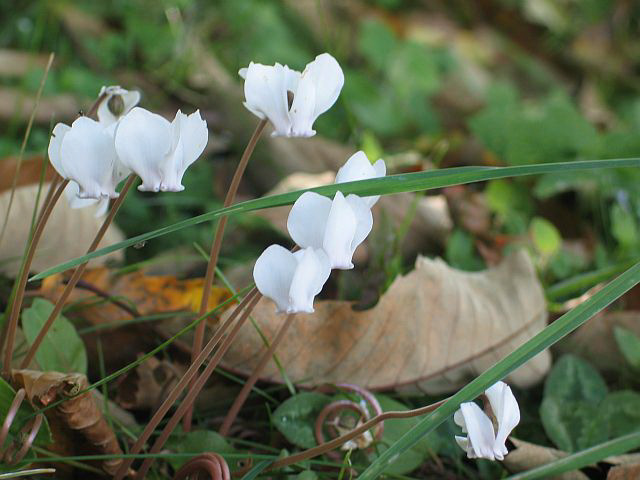 cyclamen