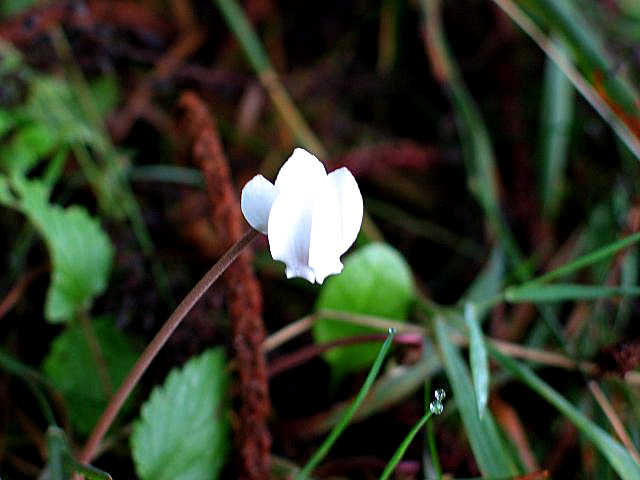 cyclamen