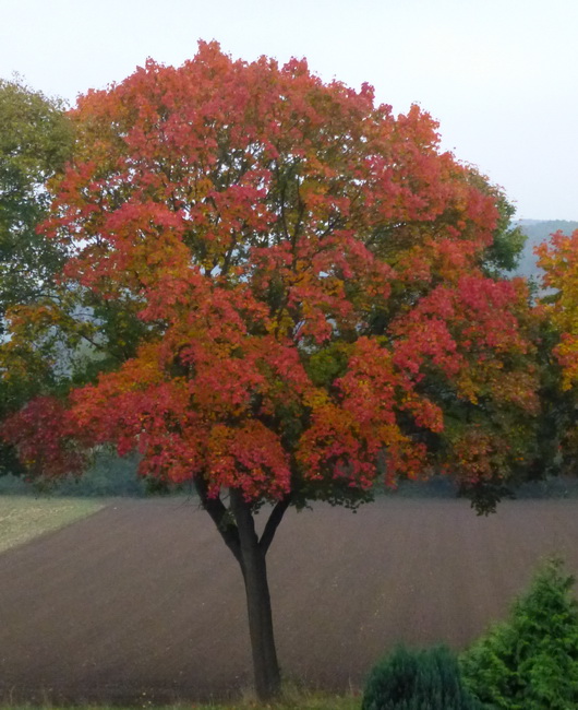 Herbstlaub