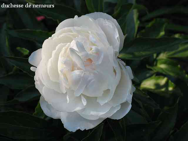 duchesse de nemours