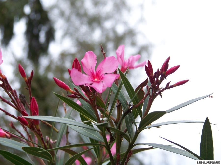 Noch einmal rosa..