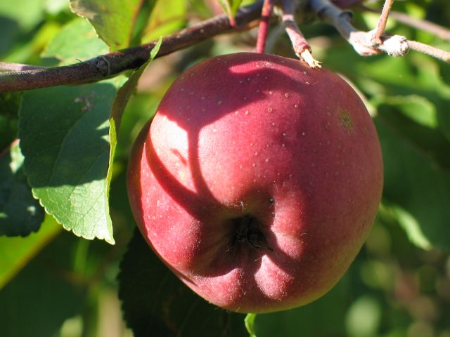 herbst