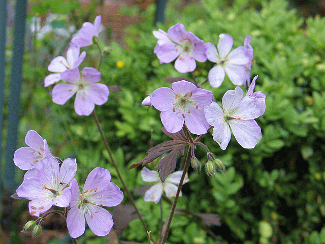 geranium espresso