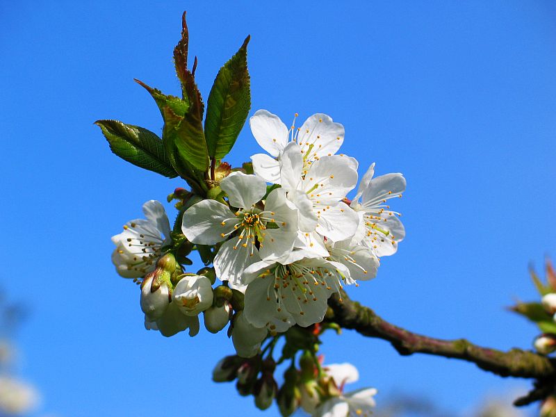 für alina eine kirschblüte