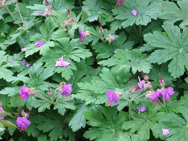 geranium ingwersens