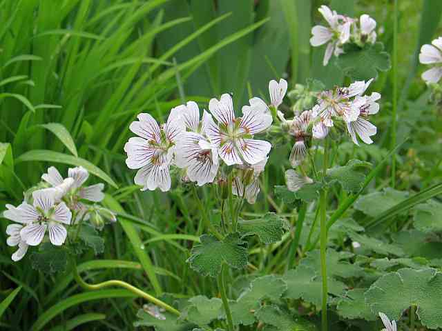 geranium renardii