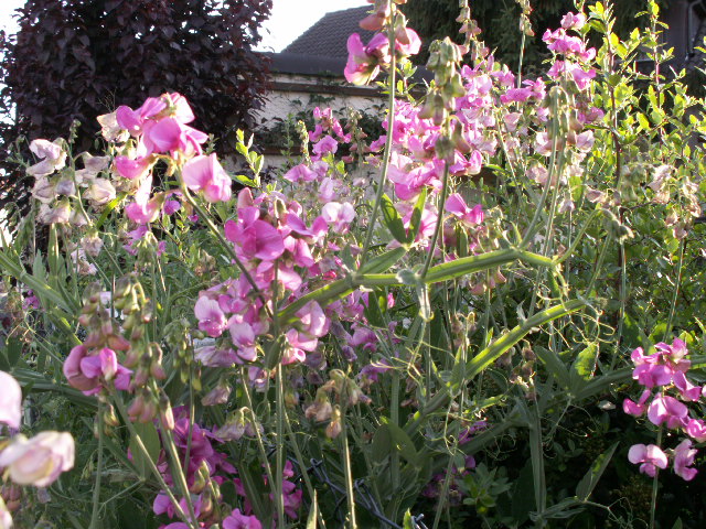 Wiken am Gartenzaun