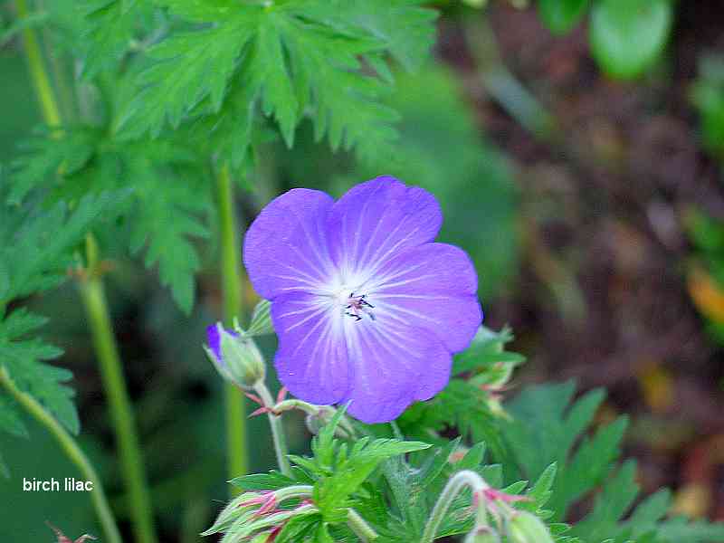 geranium birch lilac