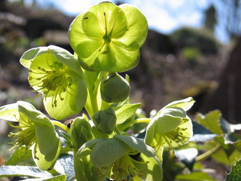 helleborus niger