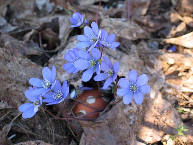 der frühling ...