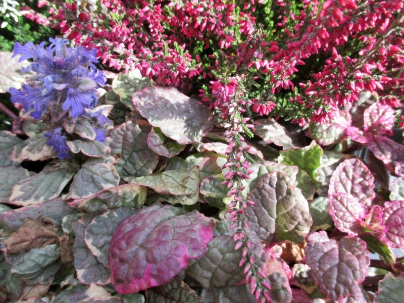 Herbstblüten im Sonnenschein