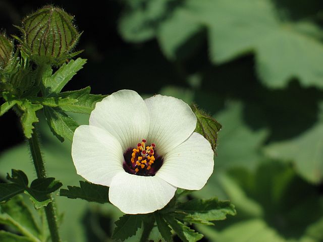 hibiskus trionium