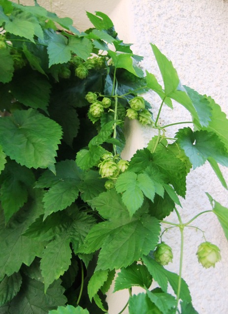 Hopfen