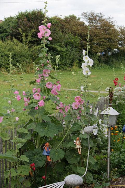 Stockrosen im Vorgarten