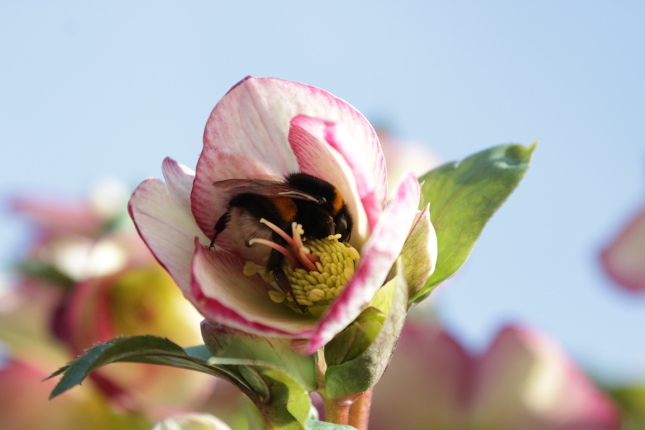 Lenzrose mitte Februar