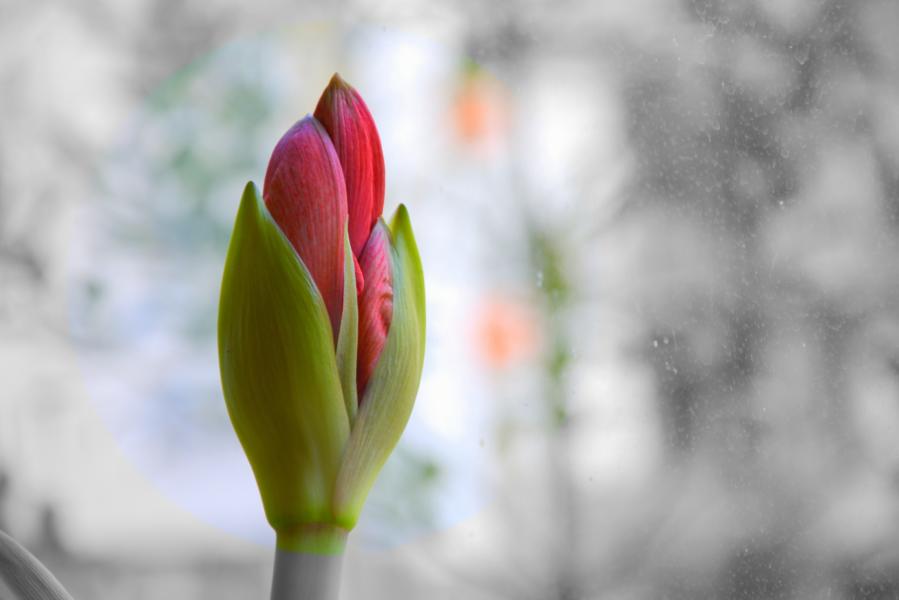 Ritterstern (Amaryllis)