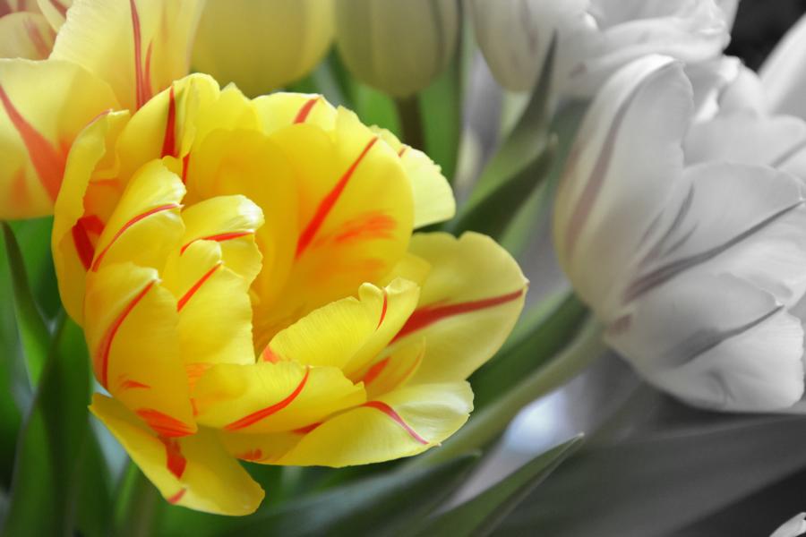 Geflammte Tulpe