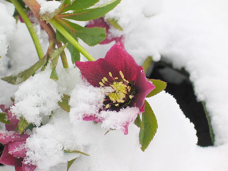 schneeblüte