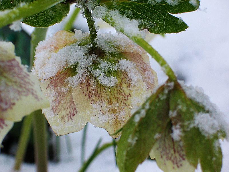 helleborus orientalis