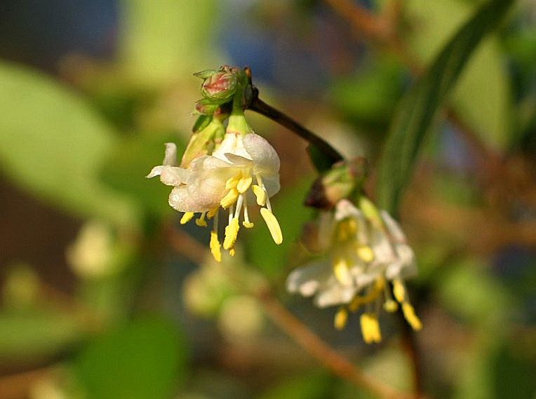 winterheckenkirsch,Lonicera purpusii