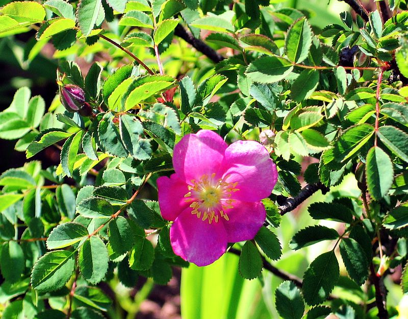 rosenblütenbeginn pfingsten 2008