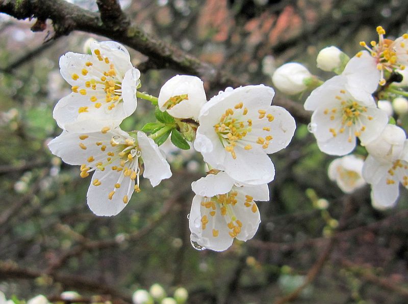 Mirabellenblüten ...