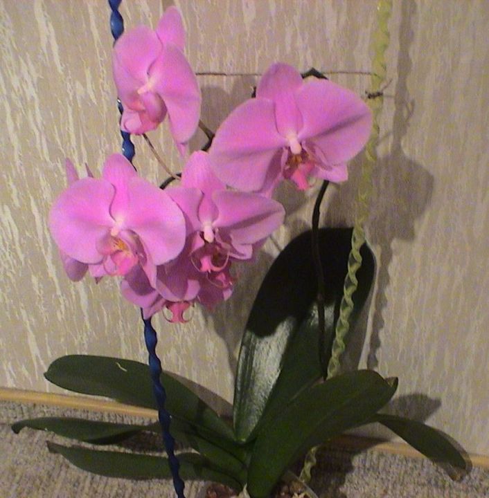 Orchidee