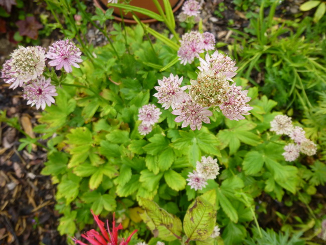 Astrantia - Sterndolde