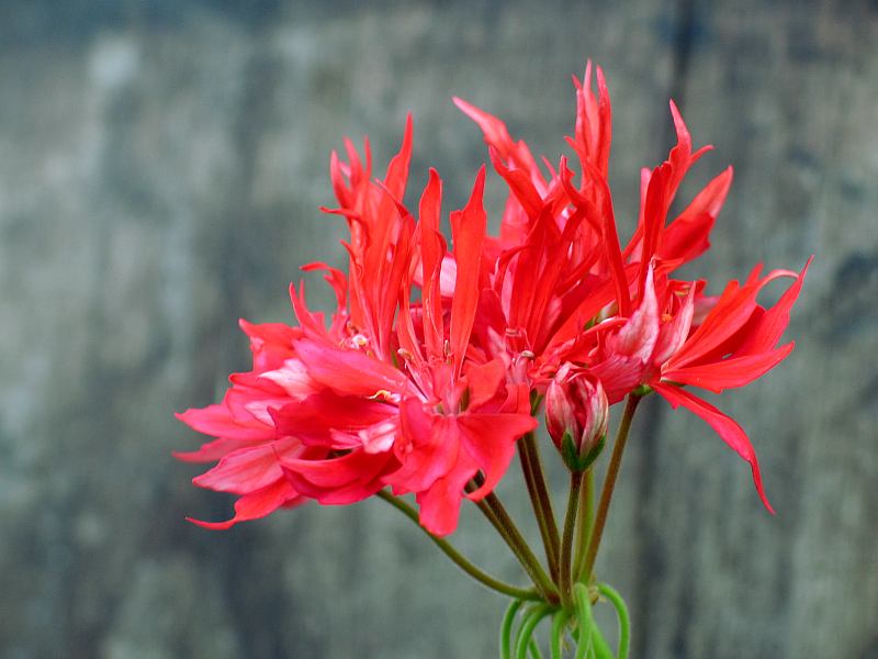 diese adelige pelargonie ...