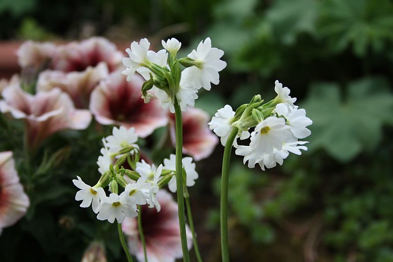 primula involucrata