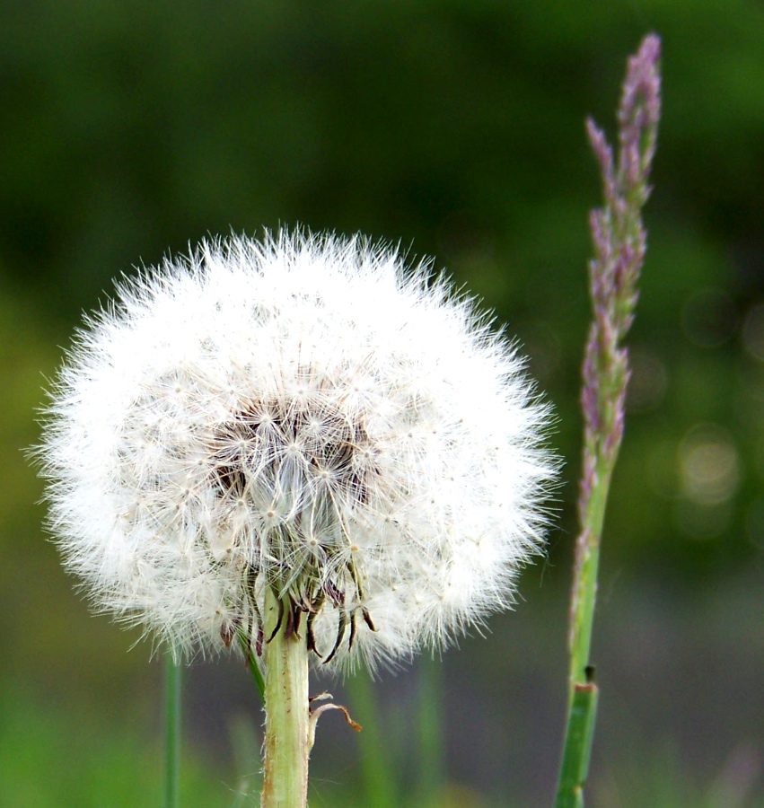 Pusteblume