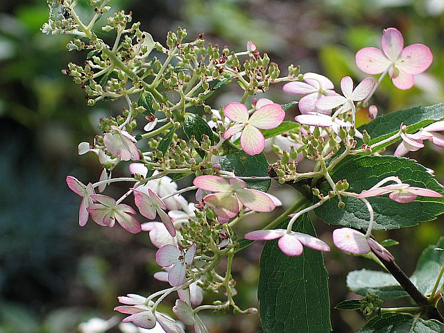 rispenhortensie