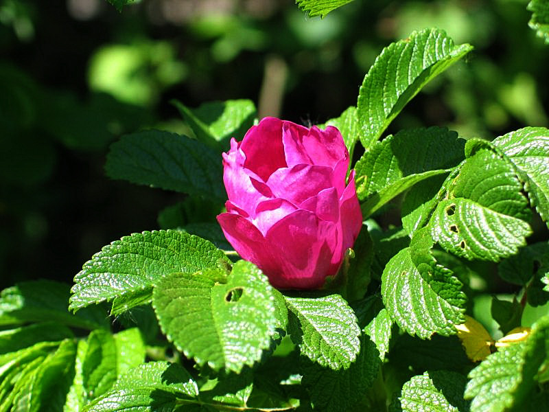 rugosa rosa