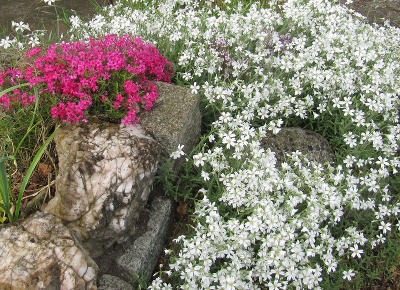 Sandkraut und Teppichphlox