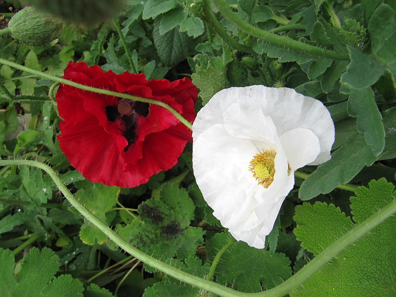 Schneeweißchen und Rosenrot ...