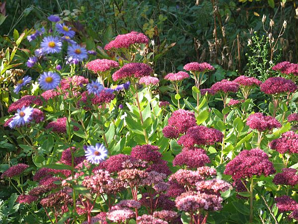 aster und sedum