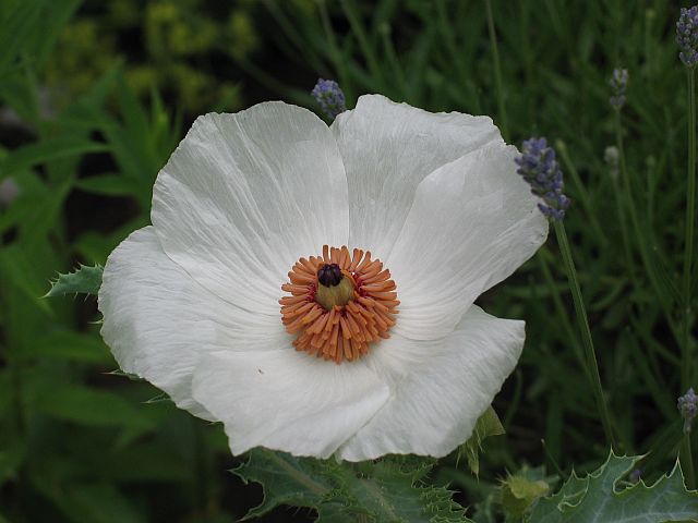 stachelmohn