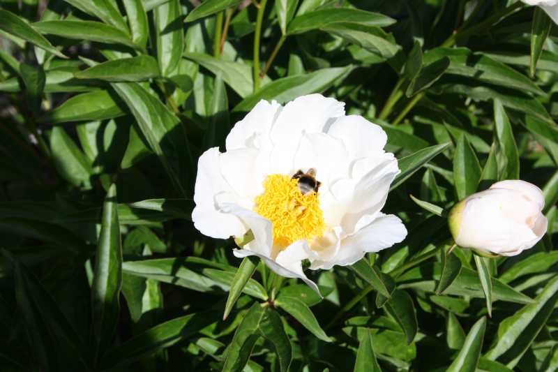 paeonia white krinkled