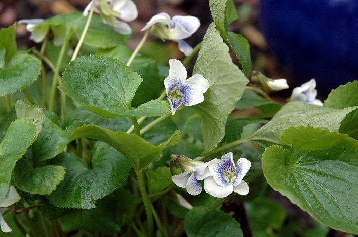 weisse Veilchen mit blauem Herz