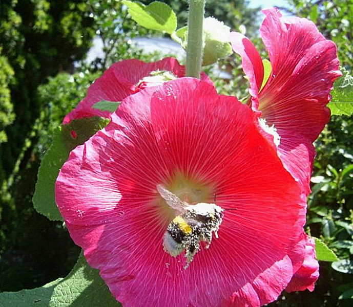 Hummel beim Abflug