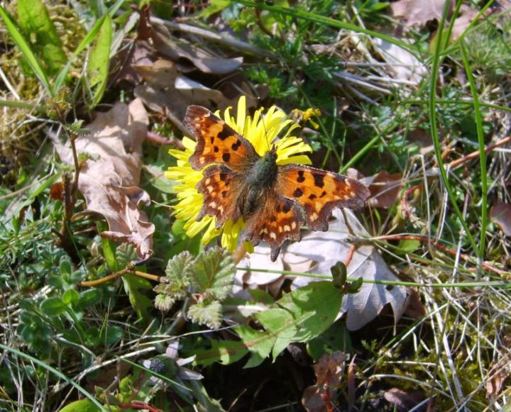 C-Falter auf Kuhblume