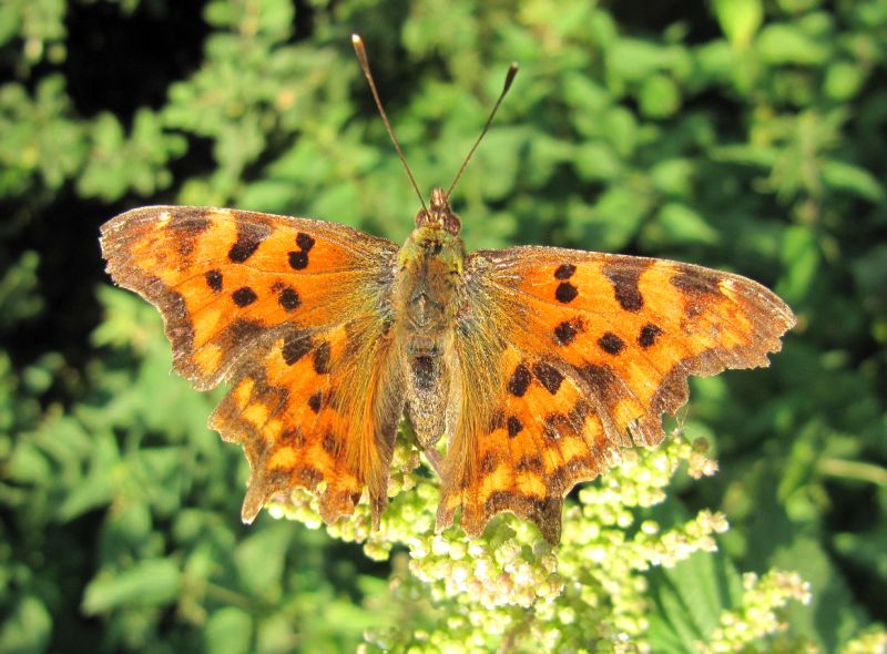 Der Sommer-C-Falter