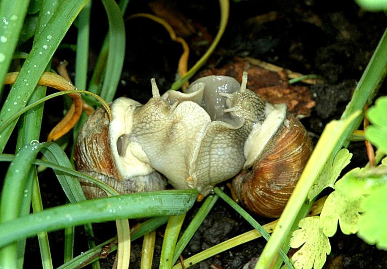 Liebesleben der Weinbergschnecken