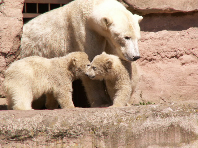 Eisb?ren im Zoo- N?rnberg